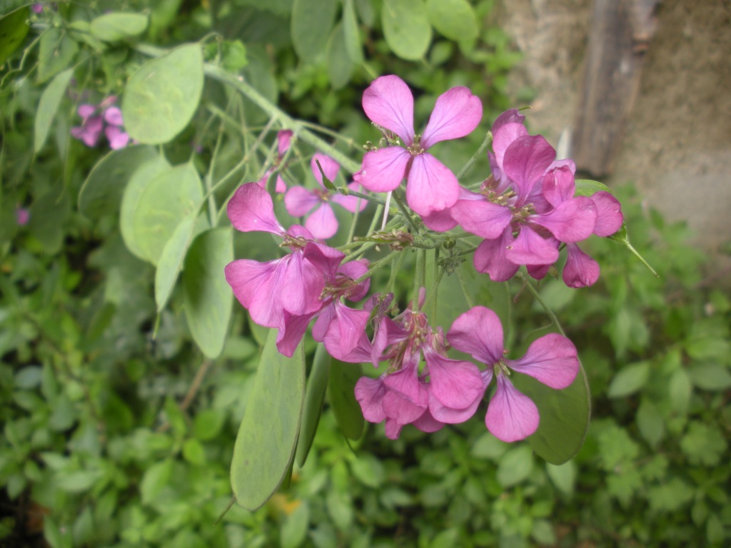 Lunaria annua